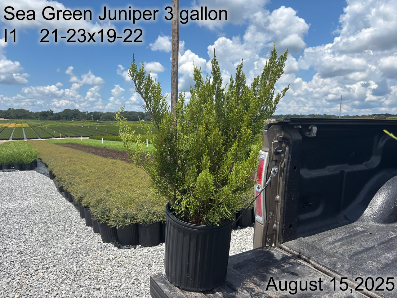 gallery/jsg3 i1 aug25.jpg